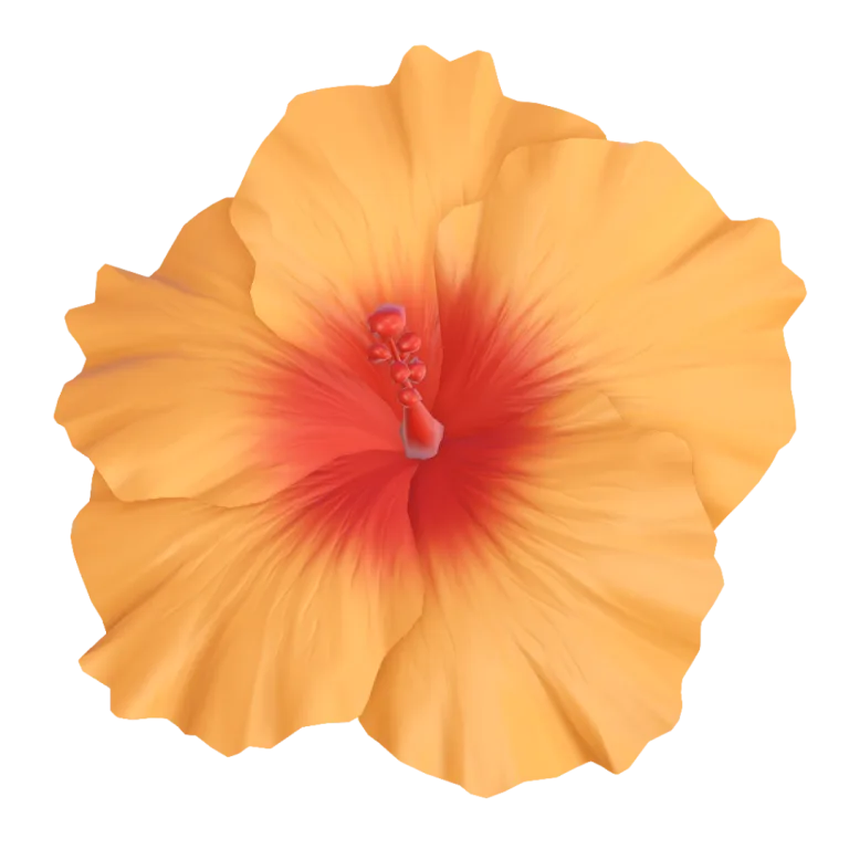 Hibiscus Flower