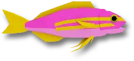 Aphrodite Anthias