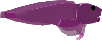 Argosgeorgiae Snailfish