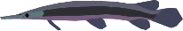 Aurora Gar