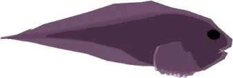 Banded Snailfish