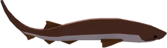 Bluntnose Sixgill Shark in Fisch