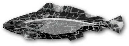 Cobweb Cod