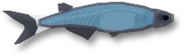 Danionella Cerebrum in Fisch