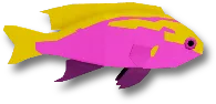 Hawaiian Ventralis Anthias in Fisch