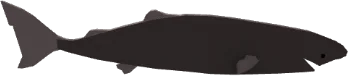 Pacific Sleeper Shark