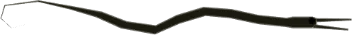 Slender Snipe Eel