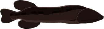 Whalefish